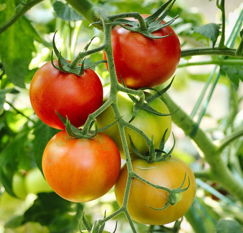 Waarom een tuinkas de musthave is voor jouw moestuin