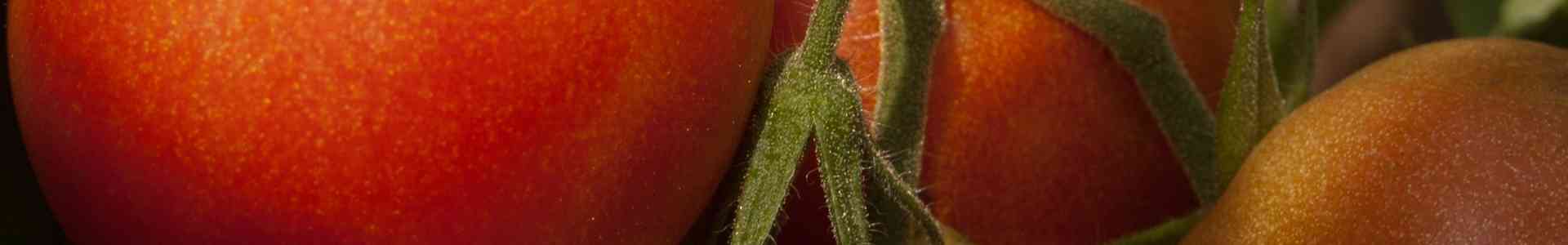 Voordelen van zelf tomaten kweken​