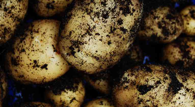 Gerooide aardappelen