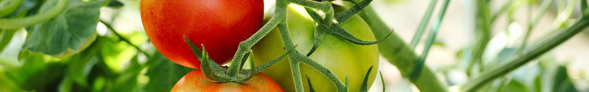 Waarom een tuinkas de musthave is voor jouw moestuin