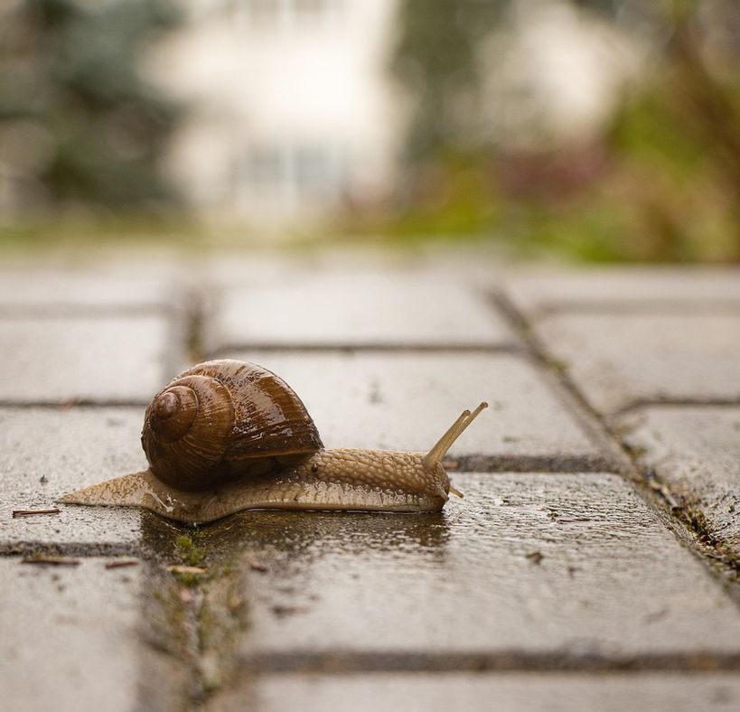 Van moestuin tot loungehoek: zo benut je elke vierkante meter in de stadstuin